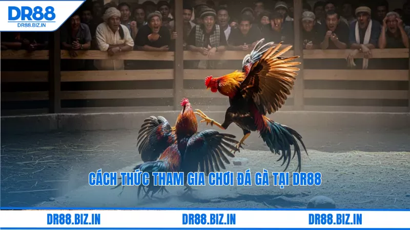 Đá Gà Dr88: Kèo Cược Thomo, Xem Trận Đấu Kịch Tính 5 Cách thức tham gia chơi đá gà tại dr88